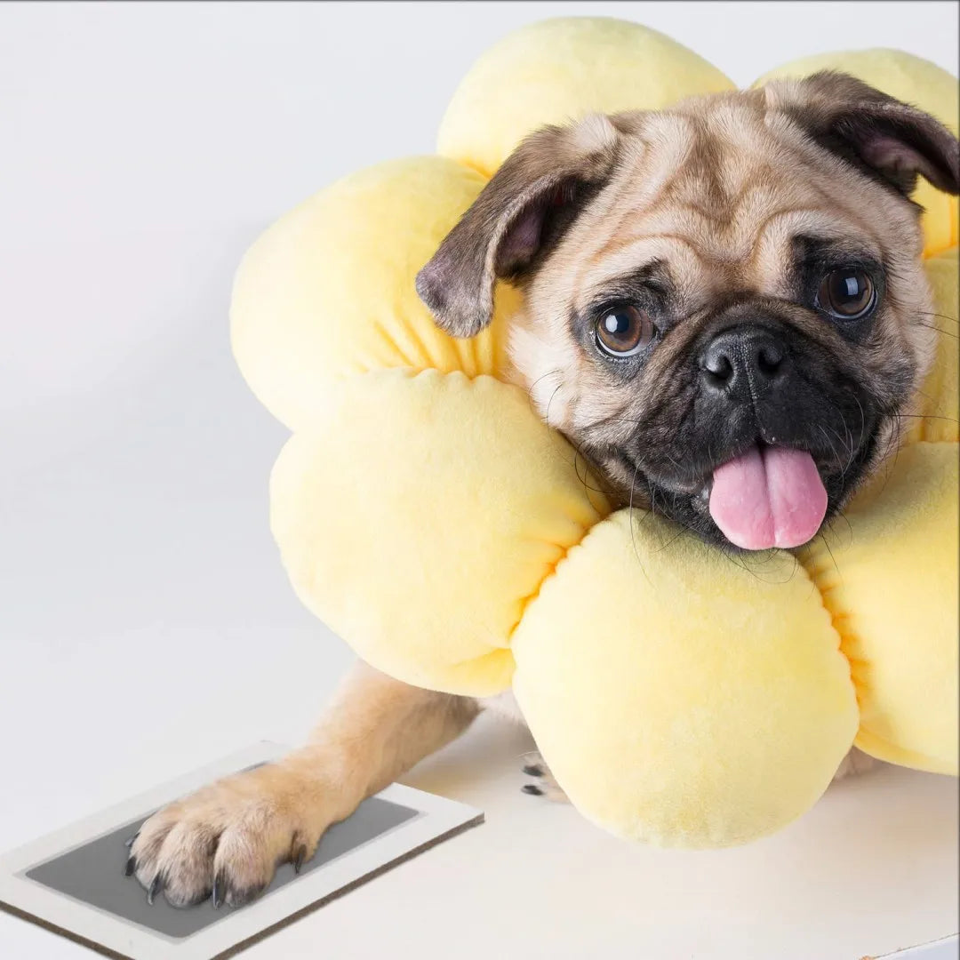 Baby & Pet Paw Kit