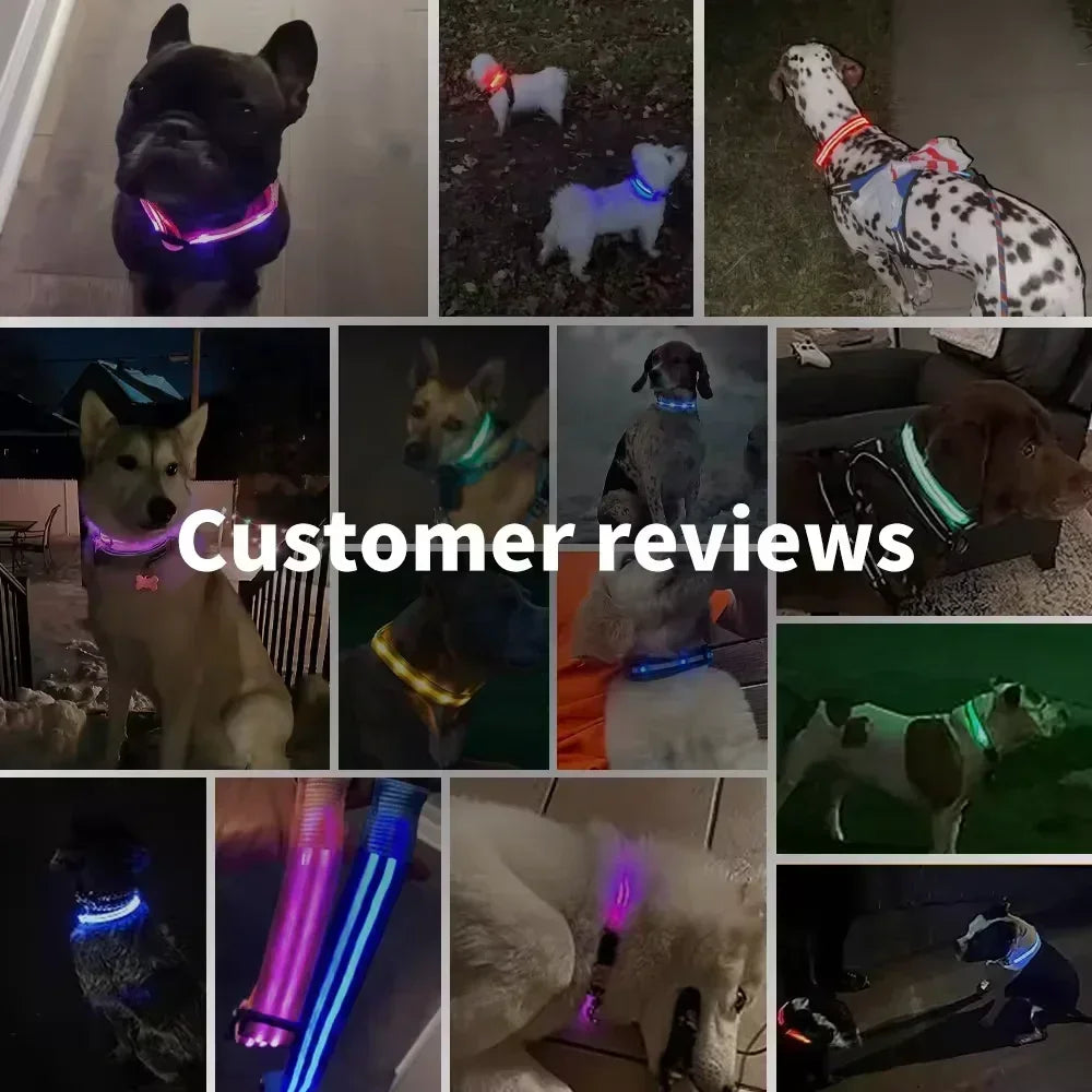 Glowing Safety Dog Collar
